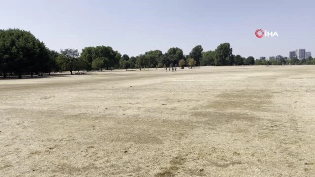 Londra'da aşırı sıcaklar çimleri kuruttu