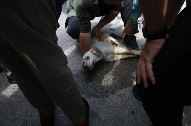 Meral Akşener'i sokak köpeği ısırdı