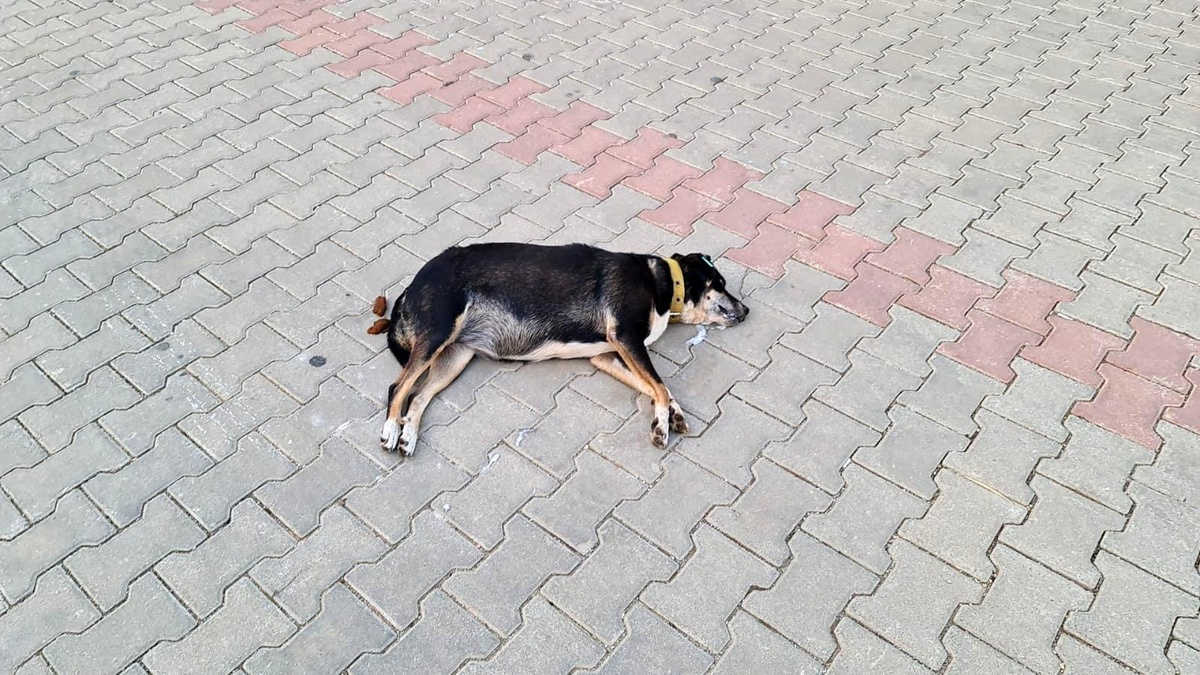 Zehirlenen köpek, sokak ortasında can çekişerek telef oldu