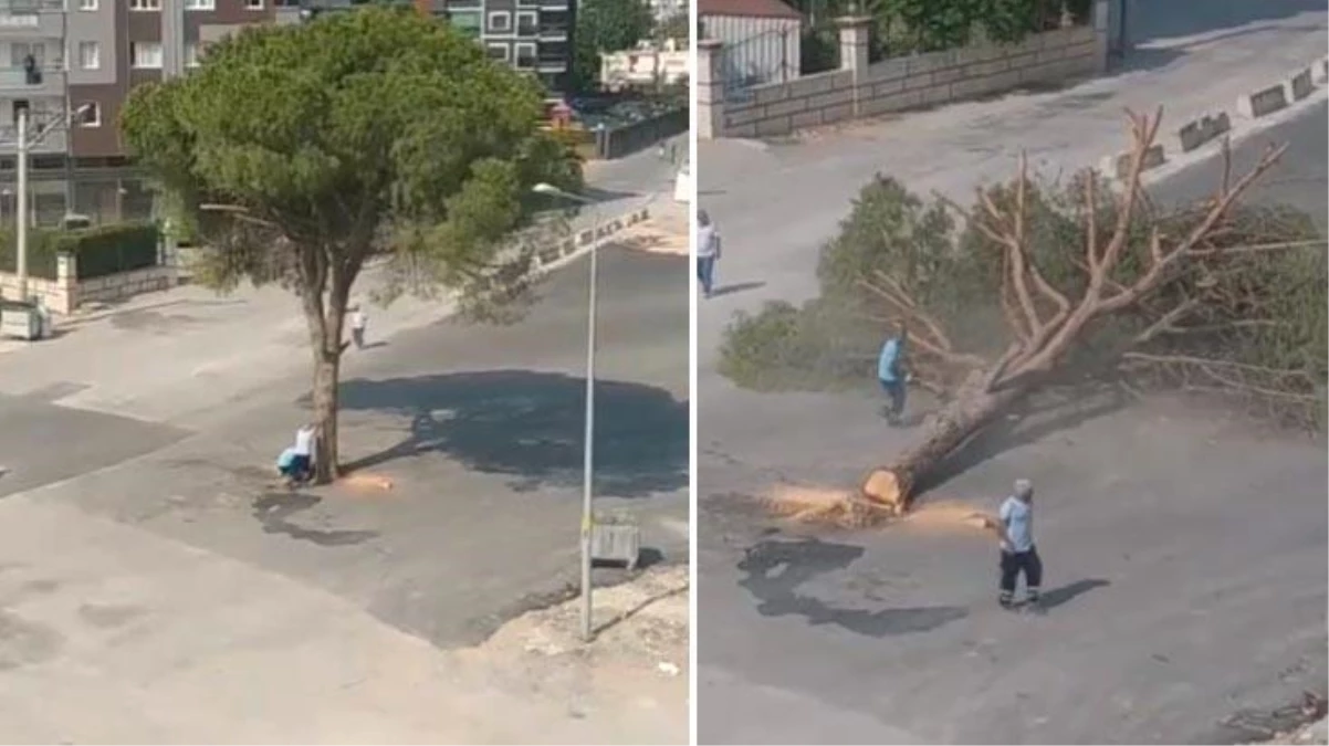 İzmir Büyükşehir Belediyesi yarım asırlık fıstık çam ağacını kesti! Vatandaşlar ayağa kalktı