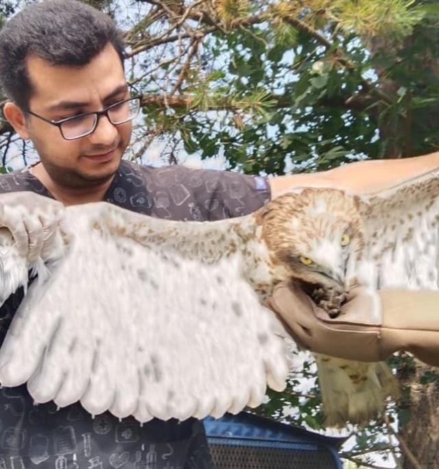 Avladığı yılanı yutamayınca boğulma tehlikesi geçiren kartal kurtarıldı Avladığı yılanı yutamayınca boğulma tehlikesi geçiren kartal kurtarıldı