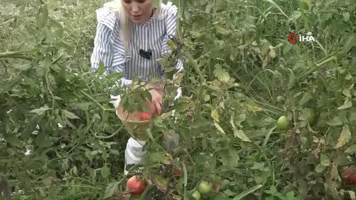 Dağıttı fidelerde olan domates ve biberlerin ilk hasadı da o yaptı
