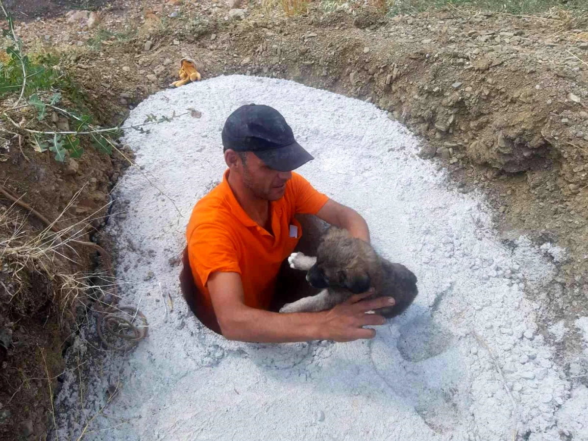 Konya\'da direk çukuruna düşen yavru köpekler kurtarıldı