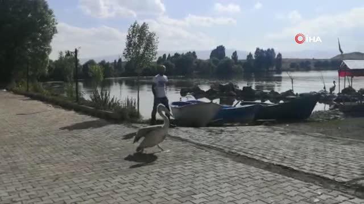 Çıldırlı balıkçı pelikanları eliyle besliyor