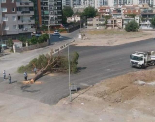 İzmir'de yarım asırlık ağacın kesilmesi tepki çekti