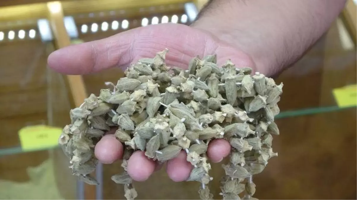 Kuru bamya gram altın değerinde: Mahsul az çıkınca doğal olarak fiyatlar yükseliyor