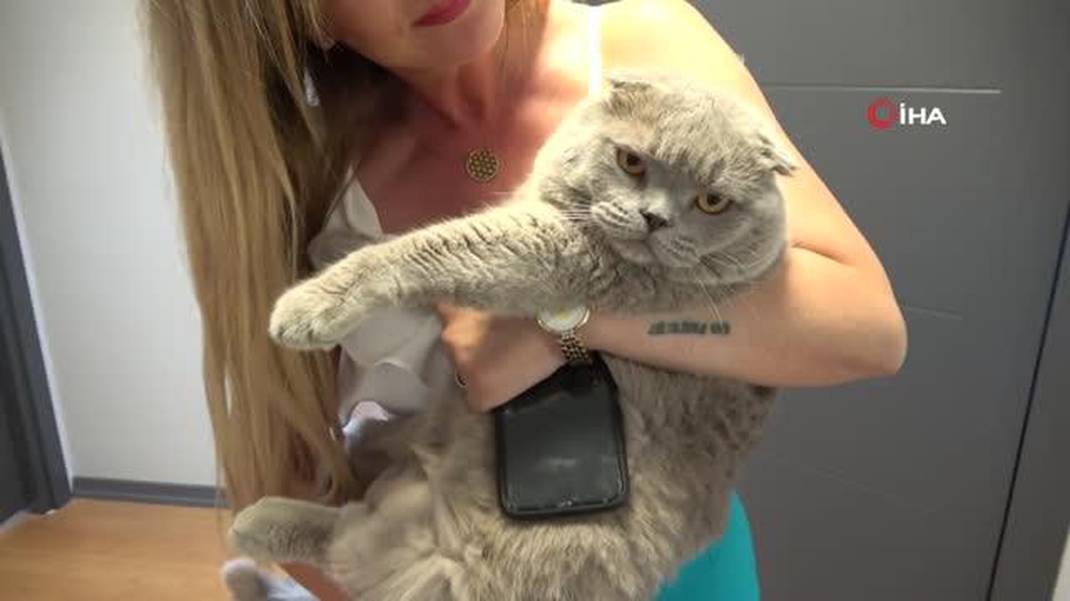 Obez kedi tam 8,5 kilo ağırlığında