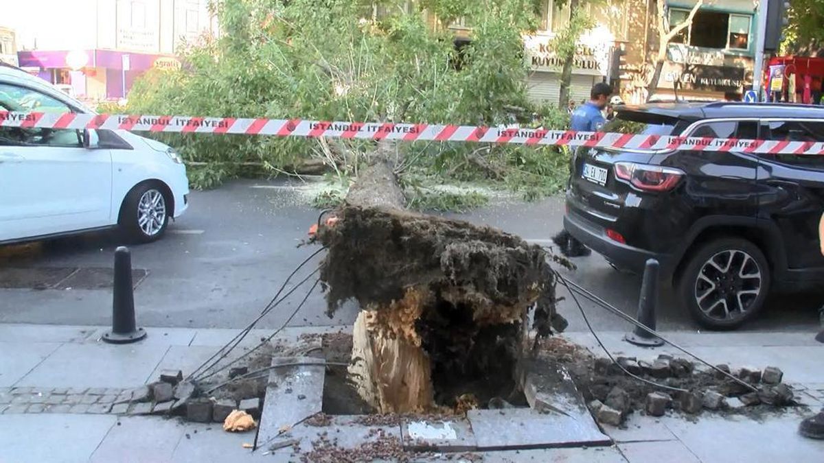 Sarıyer\'de caddeye devrilen ağaç trafiği aksattı