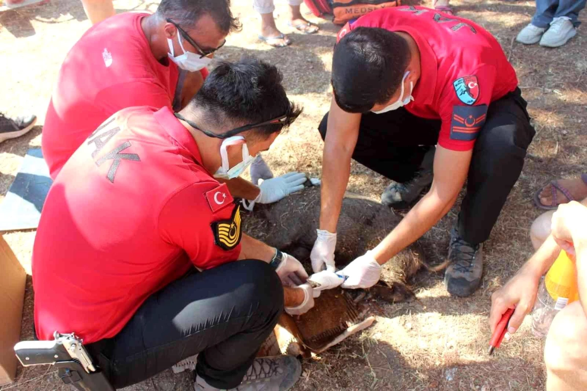 Yaralı domuza, jandarmadan ilk yardım