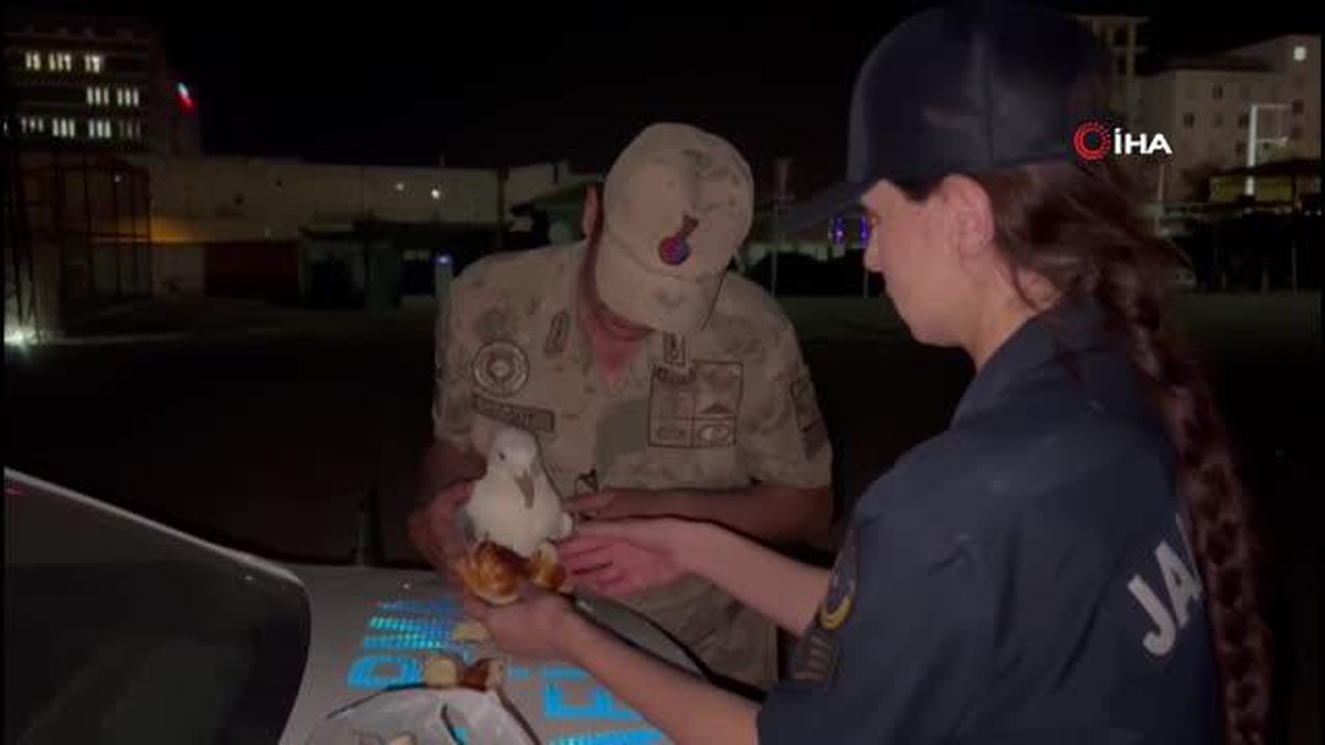 Yaralı martıya jandarma şefkati