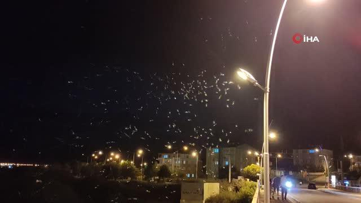 \'Birgün\' sineklerinin ölüm dansı