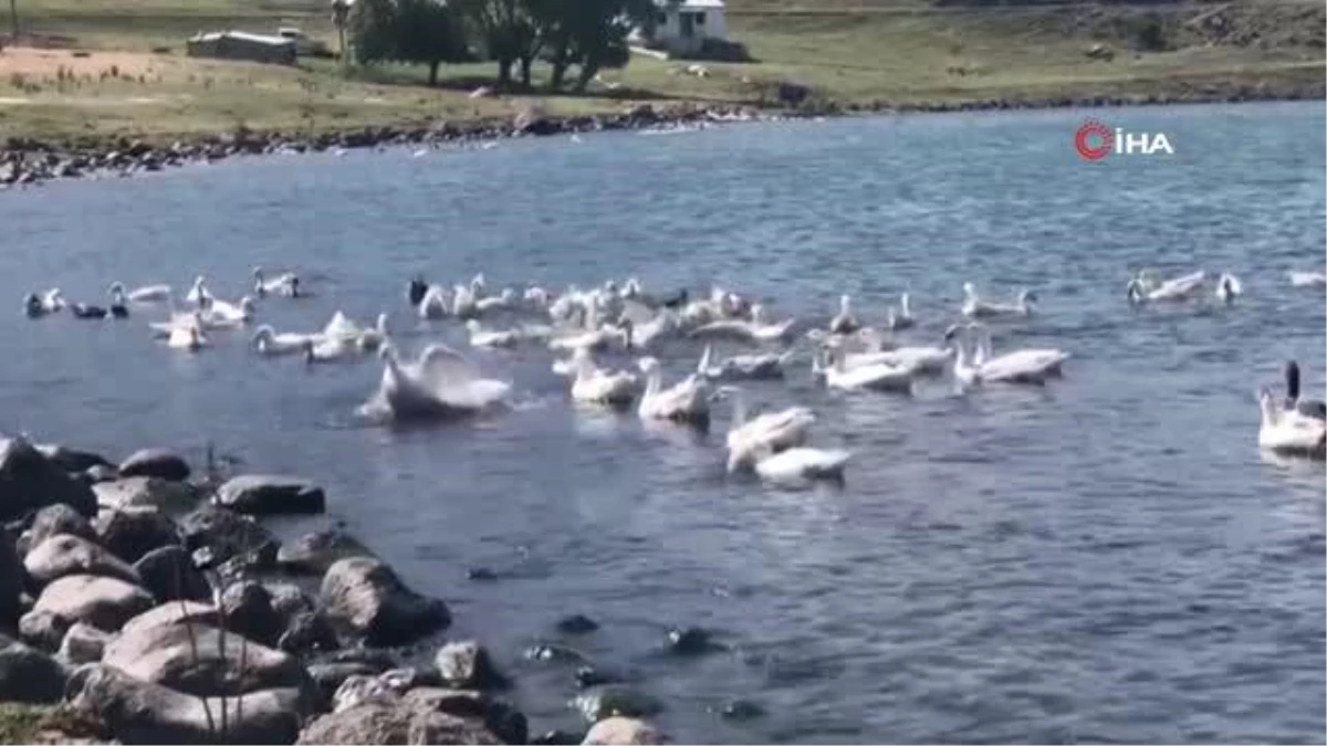 Bu yayladaki herkes geçimini kazdan sağlıyor