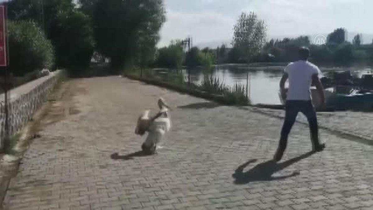 Çıldır Gölü\'nde balıkla besleyip büyüttüğü pelikanlar yanından ayrılmıyor