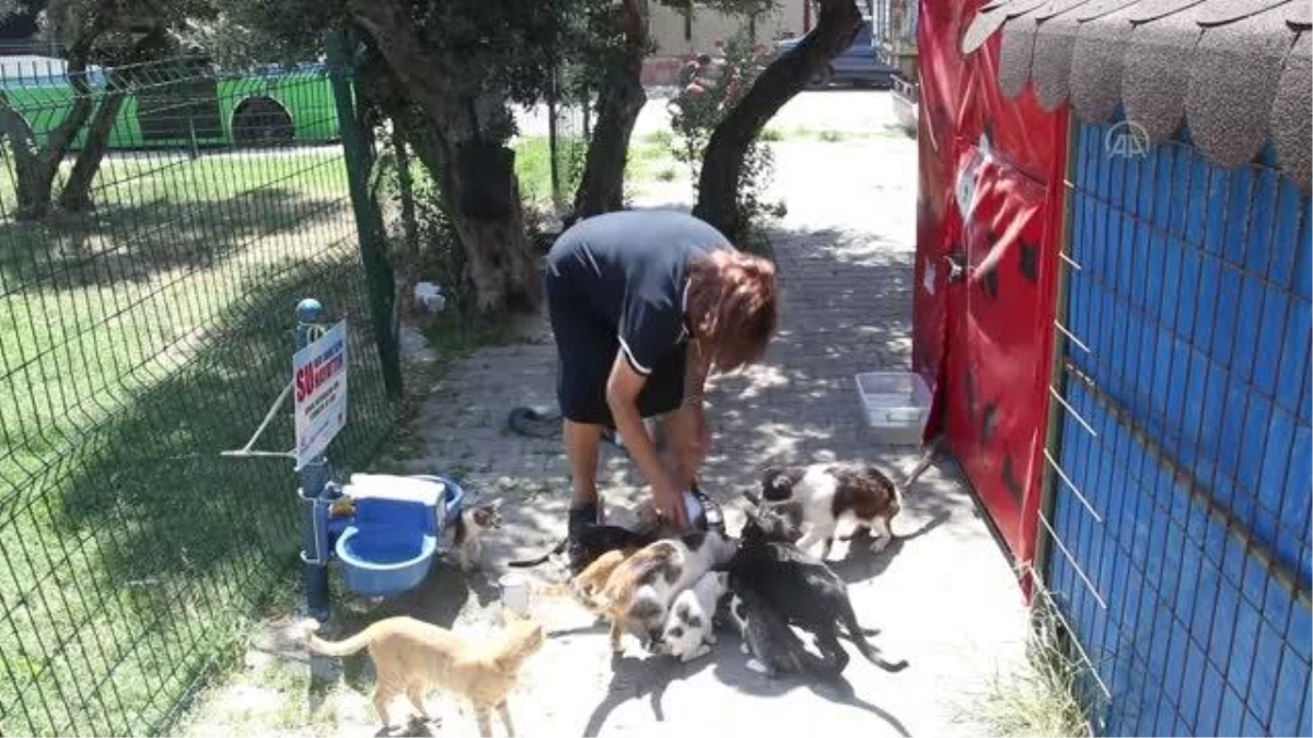 Eşinin ölümünden sonra evine aldığı 15 kediye "anne şefkatiyle" bakıyor