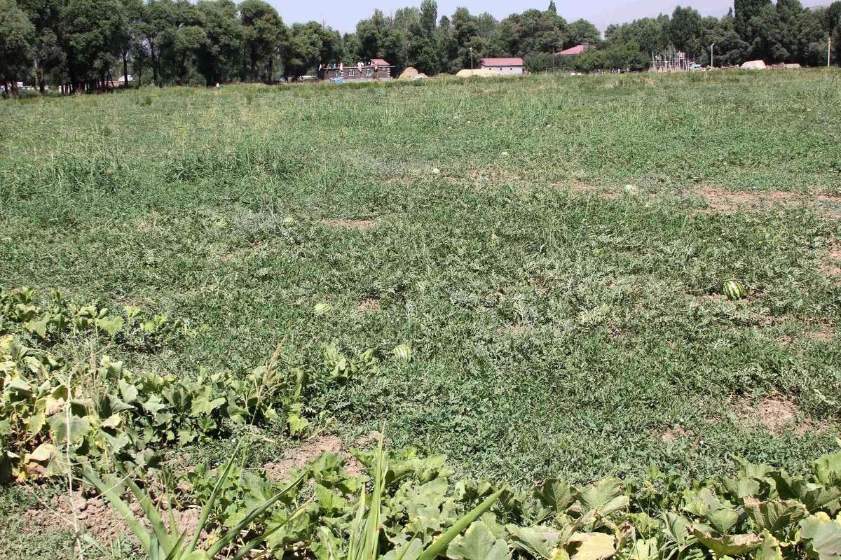Güroymak\'ta karpuz tarlada kaldı