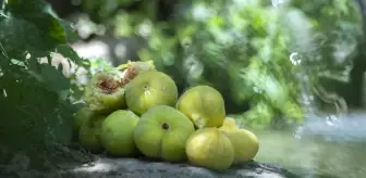 Irak'ta sıcaklık ve toz nedeniyle Duhok'un ünlü Akre incirinin üretimi azaldı