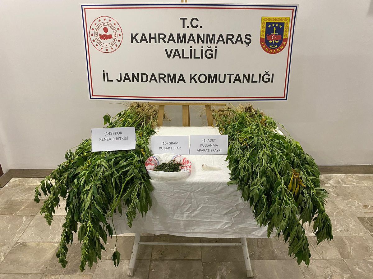 Kahramanmaraş\'ta 145 kök kenevir ele geçirildi