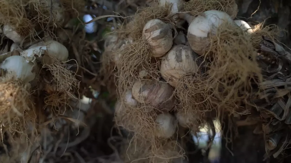 Mersin haberi! Mersin Büyükşehir ve Mersinden Kadın Kooperatifi'nden Organik Tarımda İşbirliği