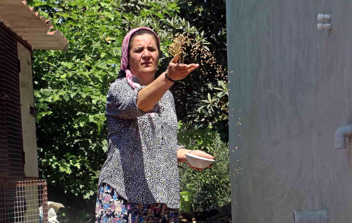 Seradan stüdyolara