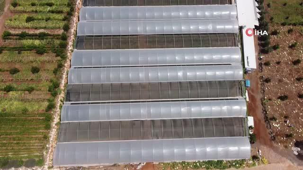 Tropikal meyvelerin en lezzetlisinin Kilosu 80 TL hasadına başlandı