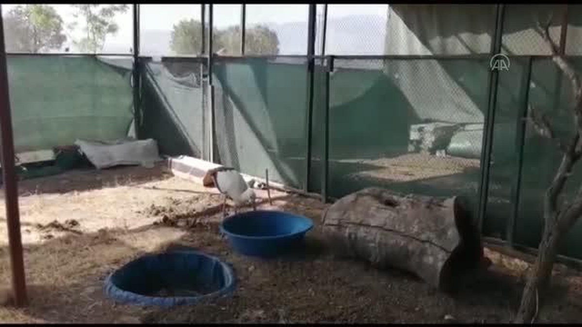 Şırnak\'ta yaralı bulunan tilki ve leylek tedavilerinin ardından doğaya bırakıldı