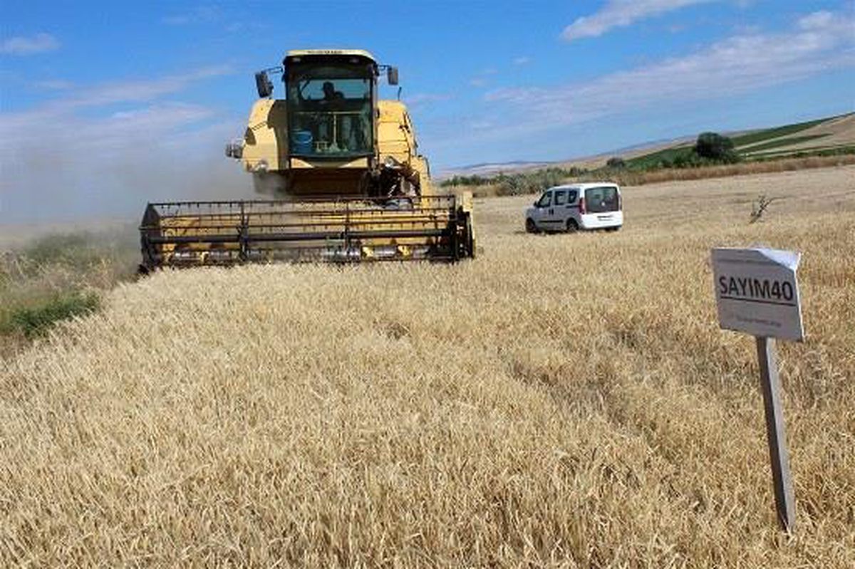 Yozgat\'ta yerli çeşit arpa hasadı yapıldı