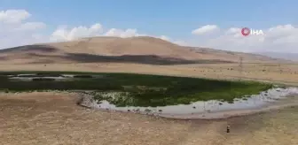 20 farklı göçmen kuş türüne ev sahipliği yapan Nenehatun Gölü kurudu