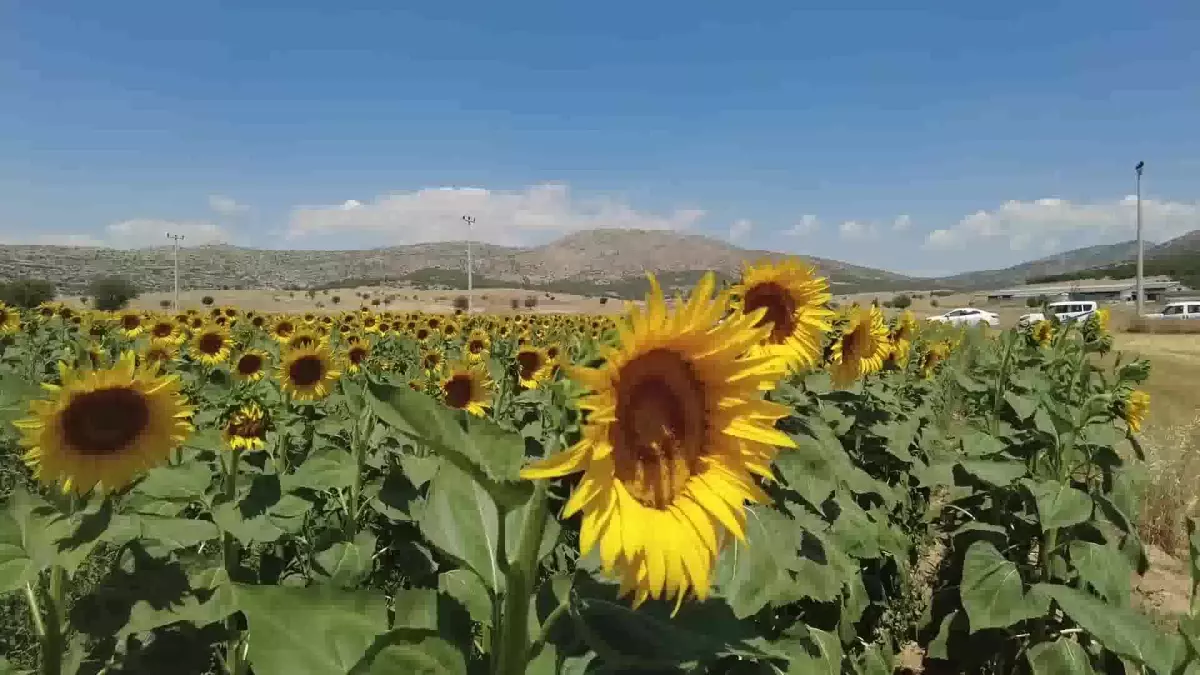 Antalya haberleri: Antalya Büyükşehir\'in Verdiği Ayçiçeği Tohumları Çiçek Açtı