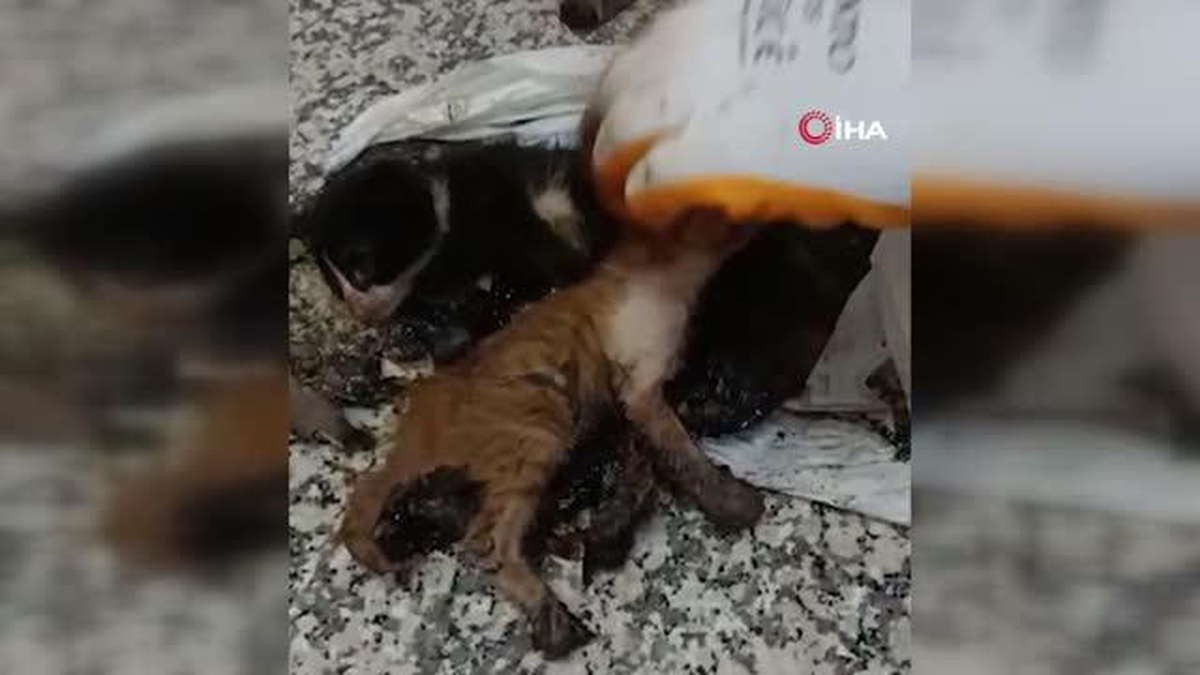 Bursa\'da zifte bulanan iki kedi yavrusunu belediye ekipleri kurtardı