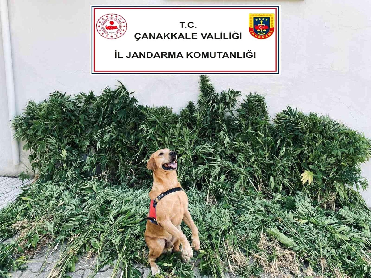 Çanakkale\'de uyuşturucu operasyonu: 6 gözaltı