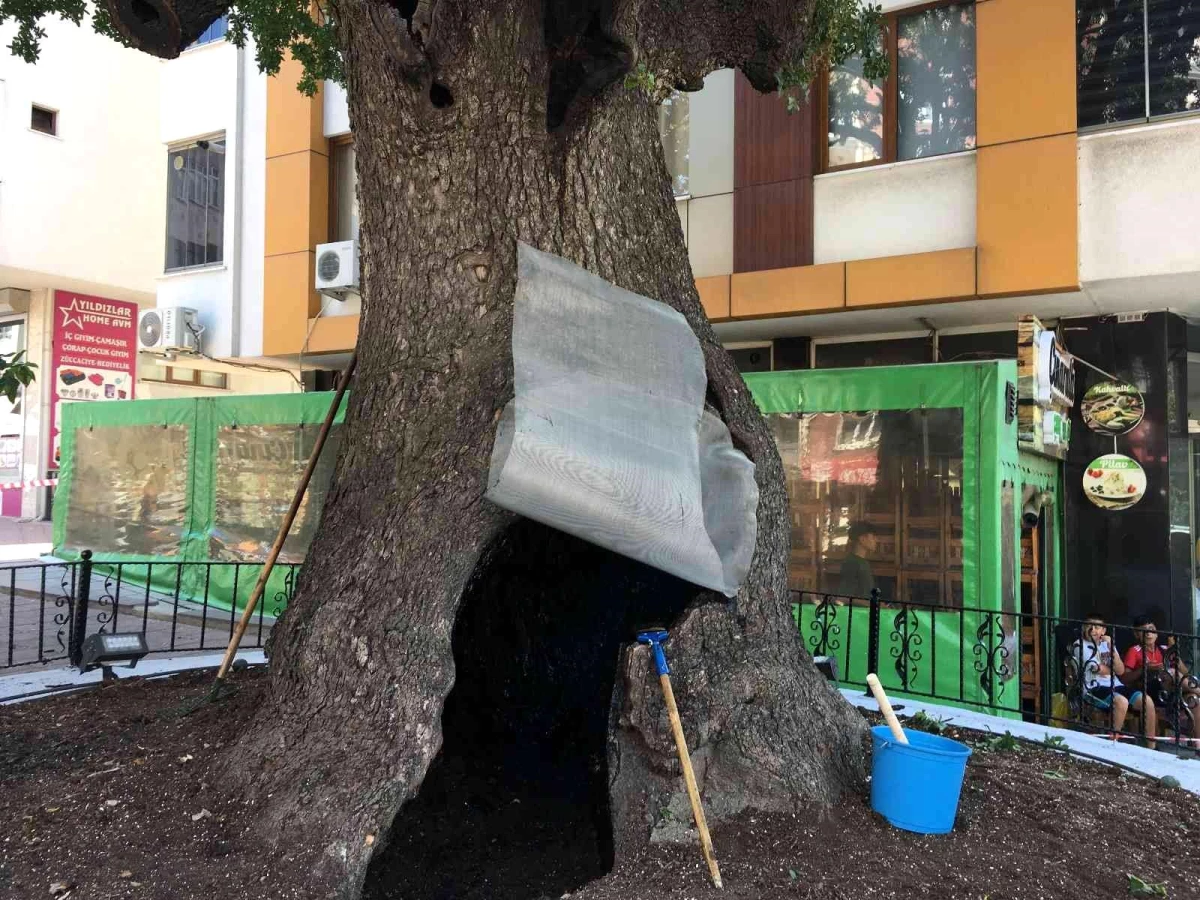 İki asırlık anıt ağacı, ölümcül bakterilerden temizlendi