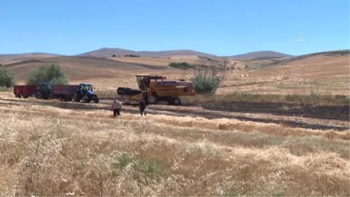 Kırşehir\'de 375 bin ton arpa, 200 bin ton buğday hasat edildi