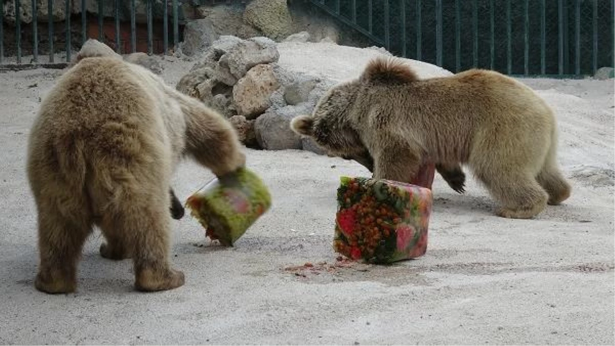 Konya\'da sıcaktan bunalan hayvanlara buzlu meyveler verildi