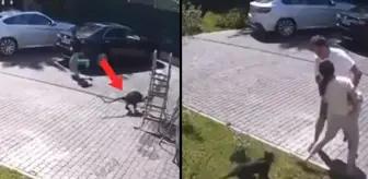 ABD'de maymun dehşeti! Çocuğu kucağına alarak kaçırmaya teşebbüs etti