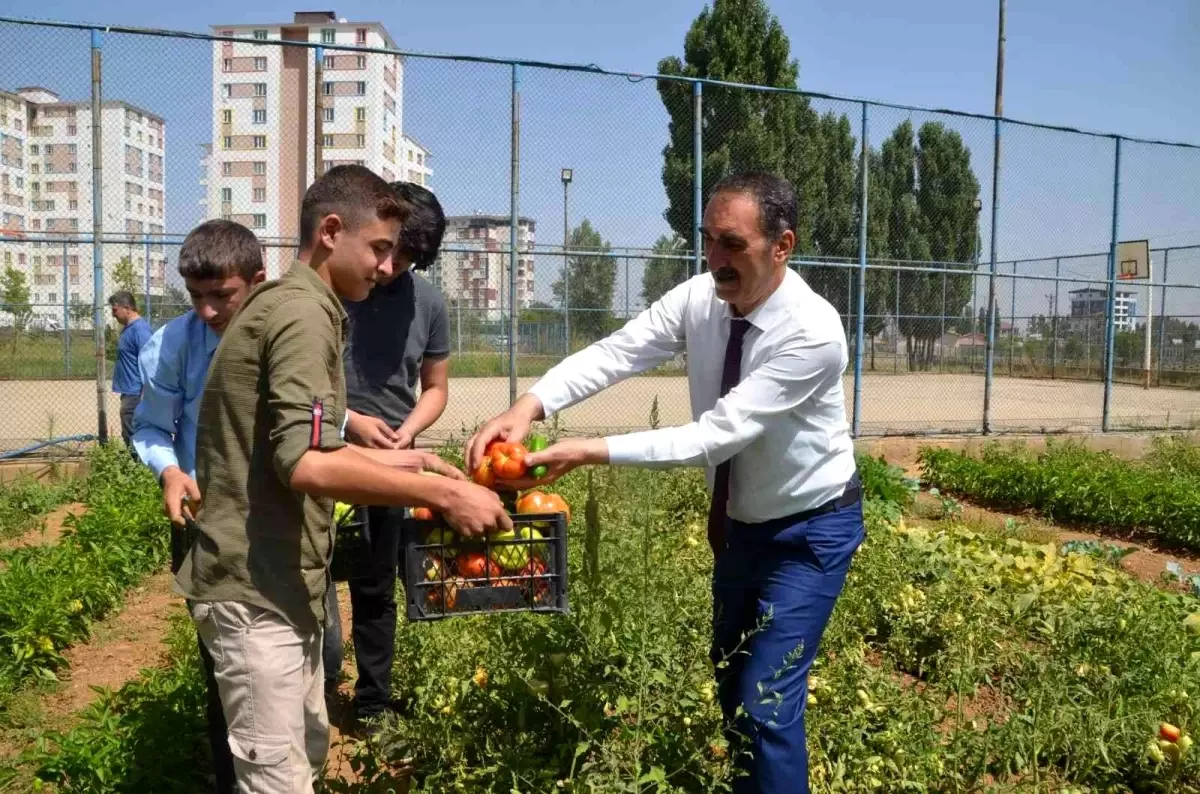 Muş\'ta okul bahçesinde yetiştirilen sebzeler ihtiyaç sahiplerine dağıtılıyor