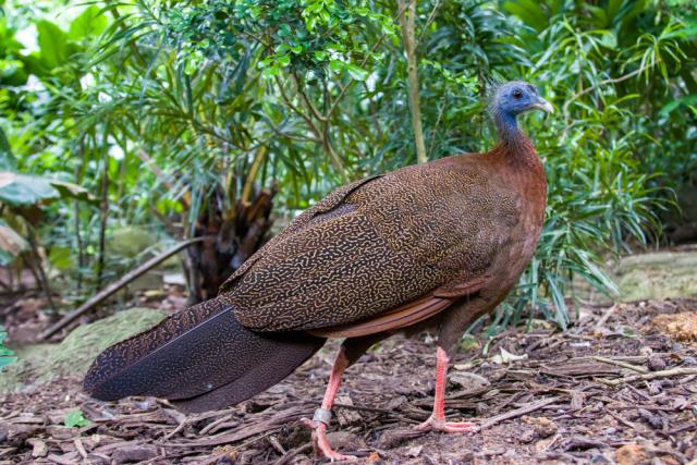 Temel içgüdü: Hayvanların inanılmaz çiftleşme yöntemleri