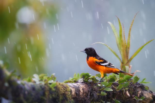 Temel içgüdü: Hayvanların inanılmaz çiftleşme yöntemleri