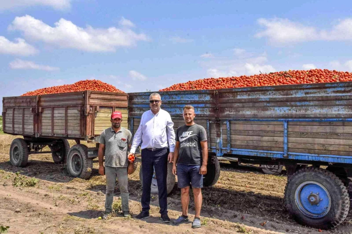 Türkiye\'nin salçalık domatesinin yüzde 40\'ını karşılayan Karacabey\'de hasat başladı