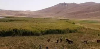 Van'da otomobil takla attı: 1 ölü, 4 yaralı