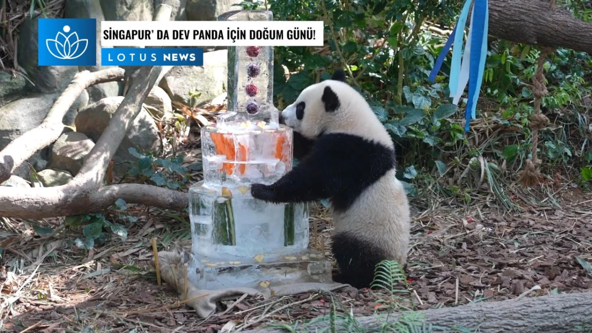 Video: Singapur\'da Doğan Dev Panda Le Le Bir Yaşına Girdi