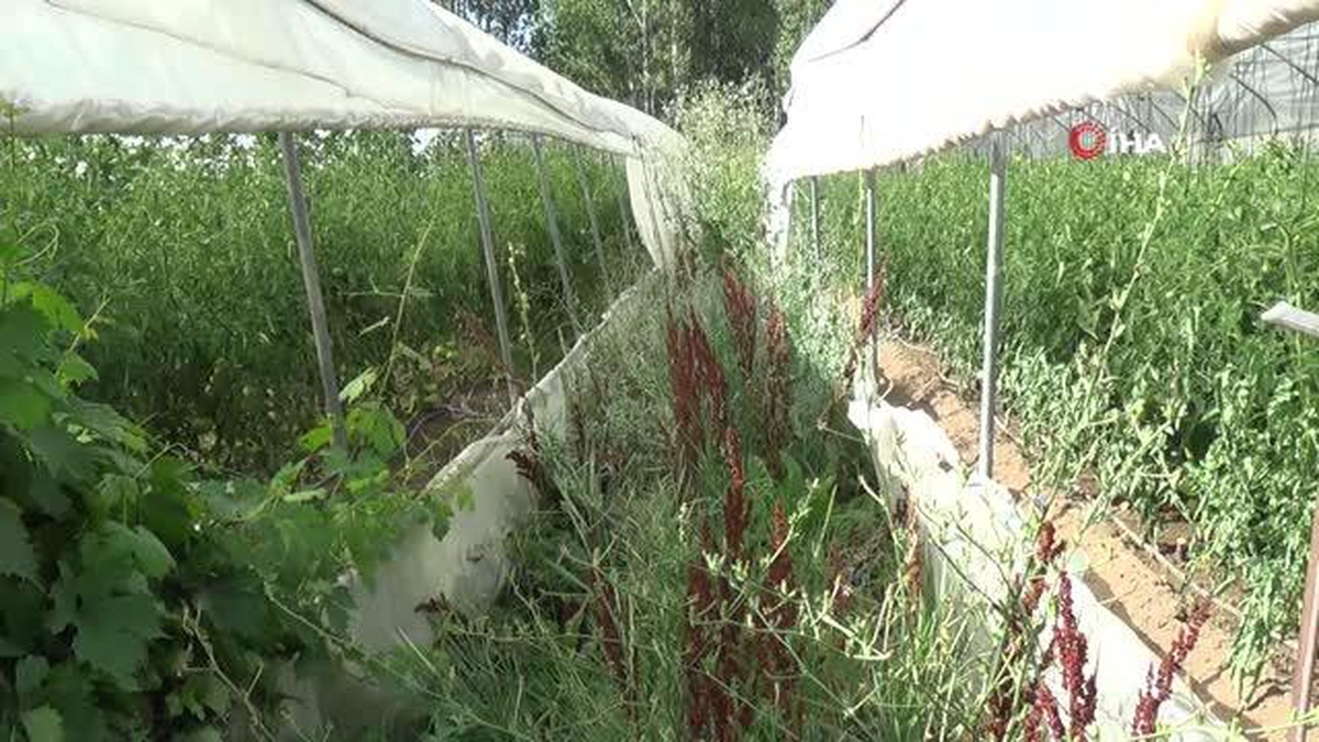 Yarım asırlık çiftçi ata tohumlarına gözü gibi bakıyor