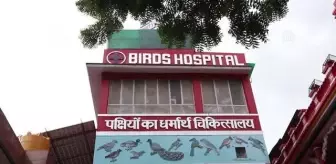 YENİ DELHİ - Hindistan'da bağımsızlık kutlamalarında uçurtmalar nedeniyle yaralanan kuşlar tedavi edildi