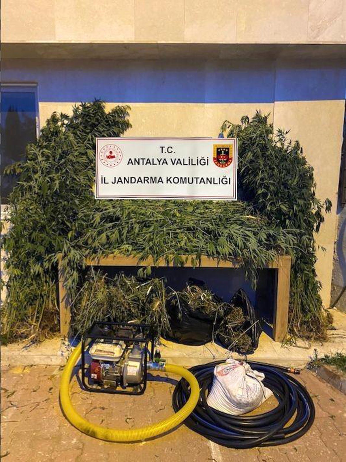 Antalya\'da ormanlık alana ekili bin 115 kök kenevir ele geçirildi