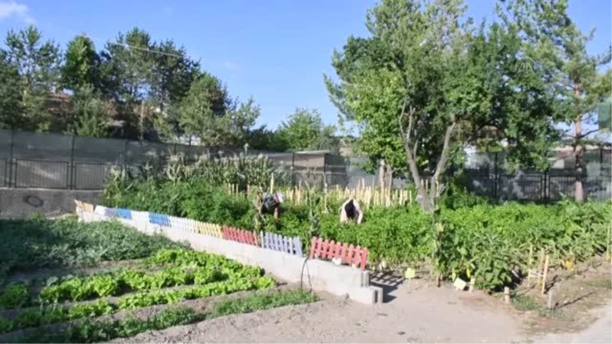 Aşevinin sebzeleri kaymakamlığın oluşturduğu bahçeden karşılanıyor