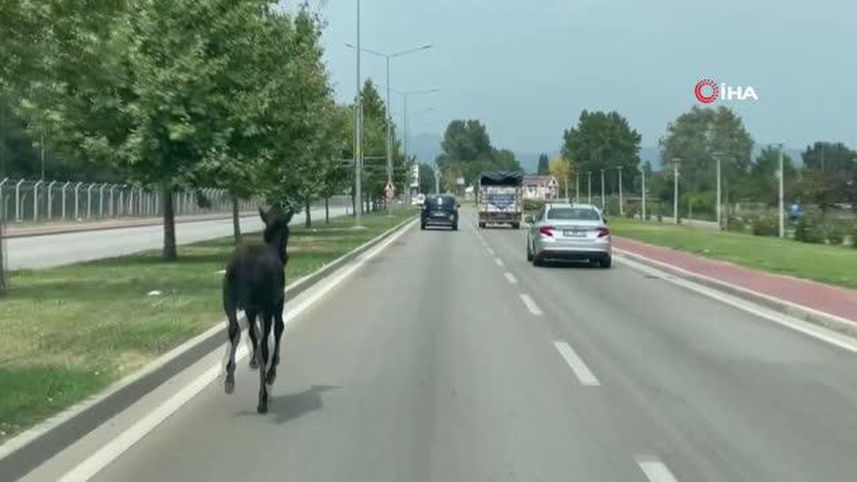 Bursa\'da başıboş at trafiği alt üst etti