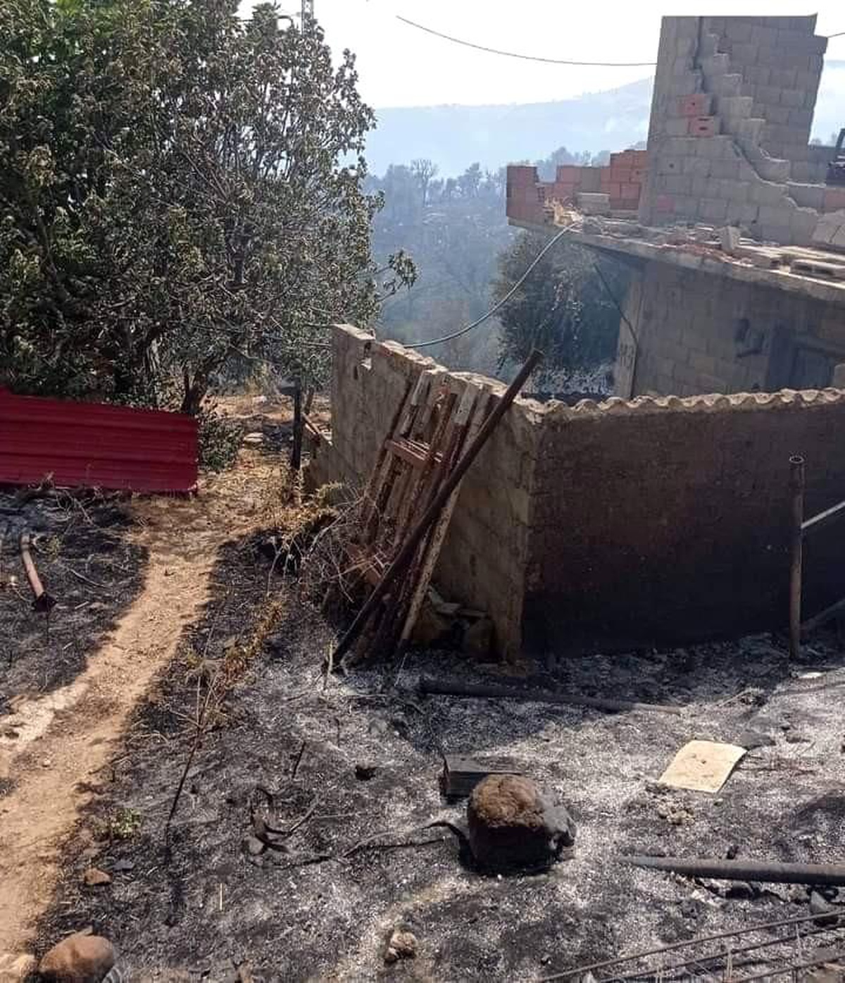 Cezayir\'de 26 noktada orman yangını: 2 ölü, 42 yaralı