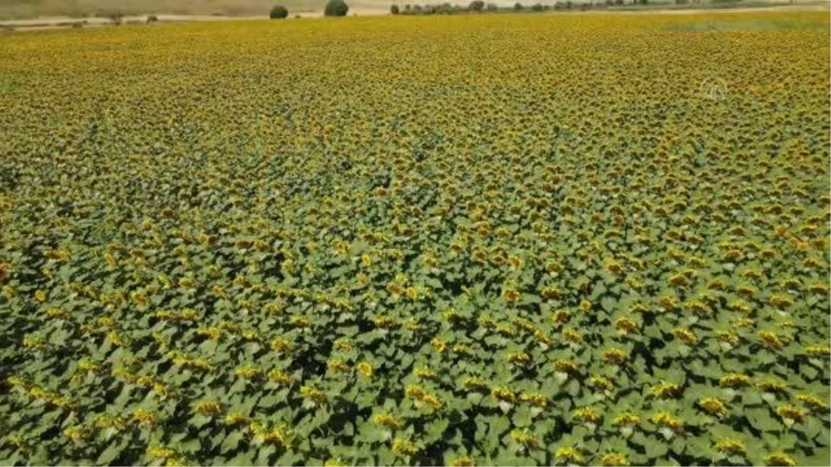 Erzincan\'da çiftçiler devletin tohum desteğiyle yağlık ayçiçeği üretimine başladı