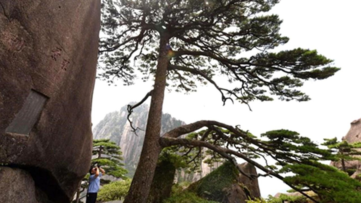 Çin\'in Huangshan Dağı\'ndaki İkonik Çam Ağacının Bakımını 12 Yıldır Yapan Adam