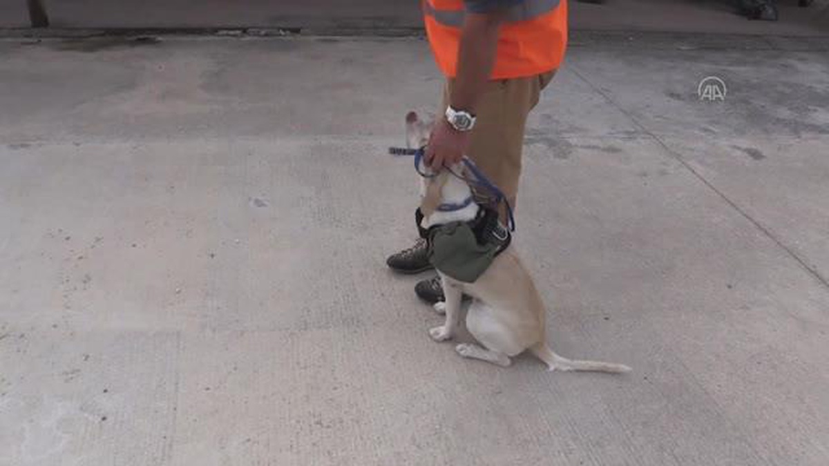 Deprem gönüllüsü sahiplendiği köpeği "Maxi"yi afetler için eğitiyor