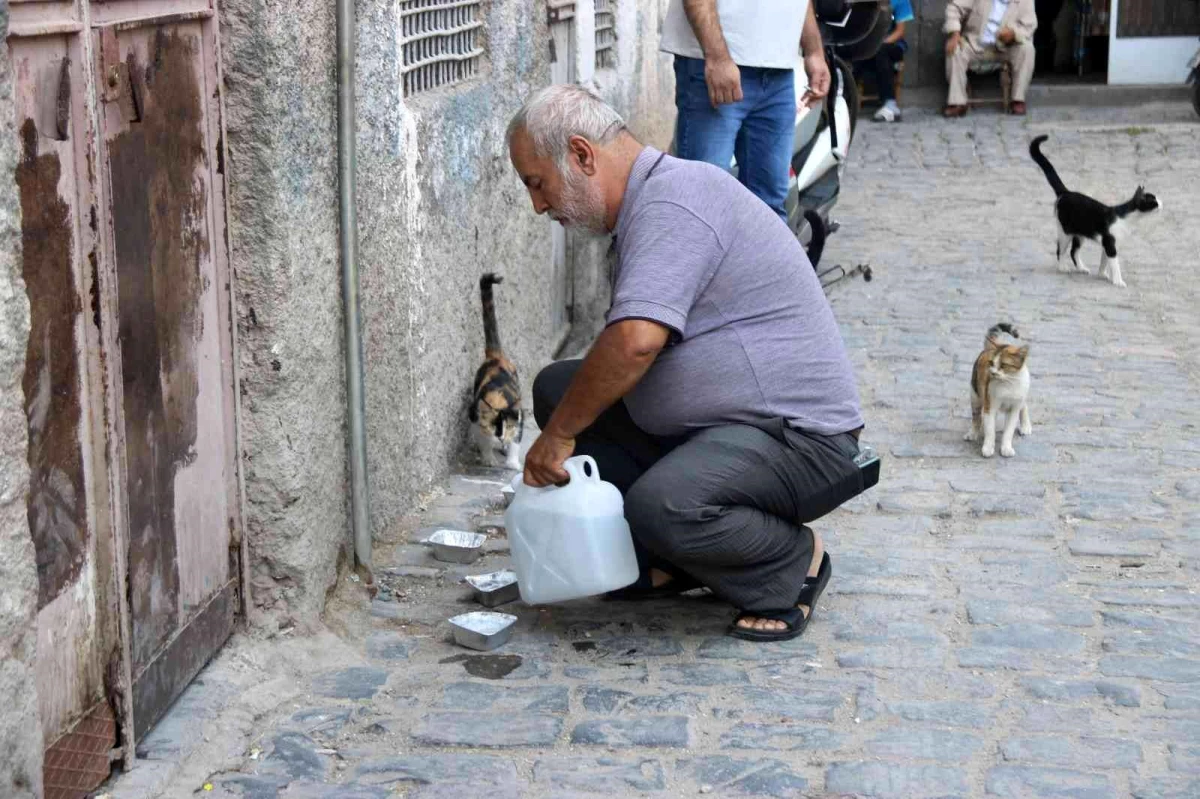 Diyarbakır\'da sokak hayvanlarına destek: Günde 3 bin hayvana mama dağıtılıyor